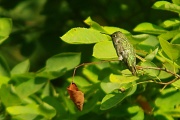 17th Jul 2012 - Even A Hummingbird Needs a Rest