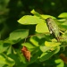 Even A Hummingbird Needs a Rest by vickisfotos