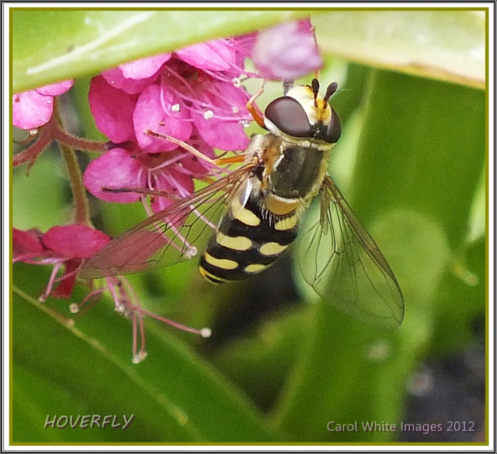Hoverfly by carolmw