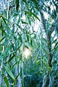 17th Jul 2012 - Melaleuca leucadendron