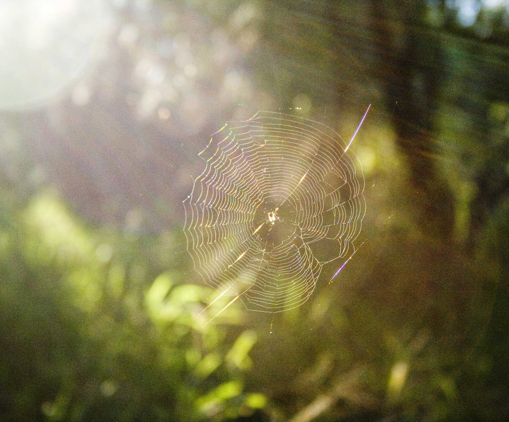 sunlit spider by corymbia
