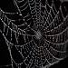 winter morning web by pocketmouse