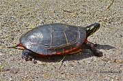 18th Jul 2012 - Painted Turtle