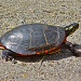 Painted Turtle by stcyr1up