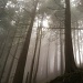 Cedar Trees in the Mist by jgpittenger
