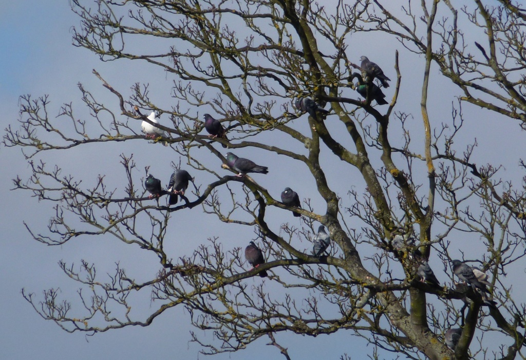 The pigeon tree by gareth