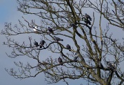 18th Jul 2012 - The pigeon tree