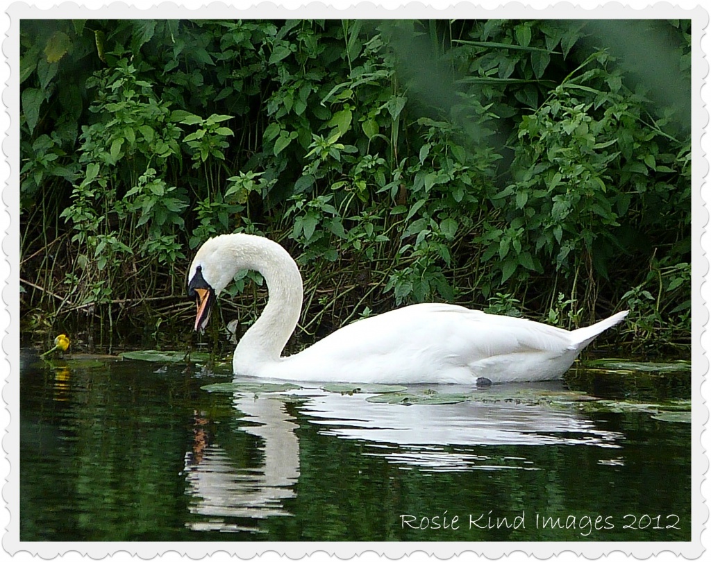Reflective swan by rosiekind