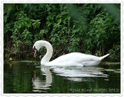 18th Jul 2012 - Reflective swan