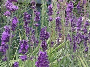 18th Jul 2012 - Lavender's blue dilly dilly ....