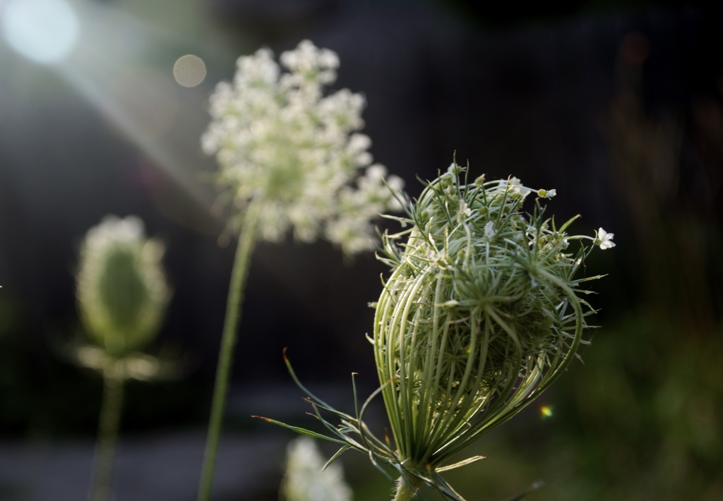 Queen Anne's Lace dancing in the sunlight by corktownmum