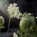 Queen Anne's Lace dancing in the sunlight by corktownmum