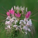 Spiderplant (Cleome) by falcon11