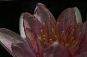 17th Jul 2012 - Waterlily