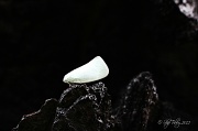 18th Jul 2012 - Moon Moth