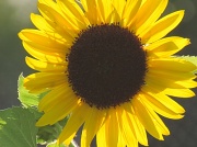 12th Jul 2012 - Sunflower
