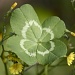 Four leaf clover by sugarmuser