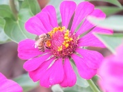 13th Jul 2012 - Bee