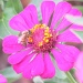 Bee by juletee