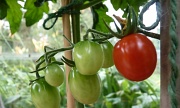 18th Jul 2012 - One red tomato hanging on the vine....