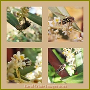 19th Jul 2012 - Hoverfly And Olive Blossom
