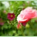 Roses and hollyhocks. by snowy