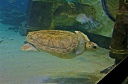 19th Jul 2012 - Sea Turtle