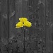 Yellow rose by mattjcuk
