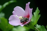 16th Jul 2012 - Bee Mine!
