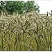 19.7.12 Oats and Wheat and Barley grow !  by stoat