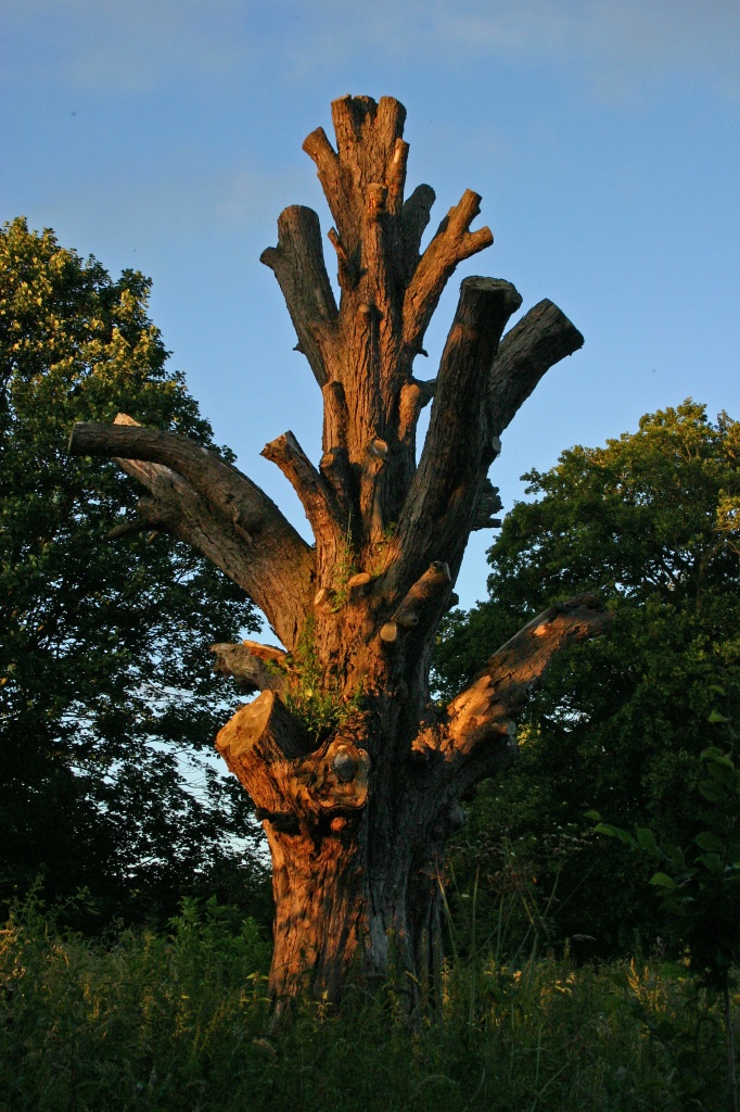 A Stump at Sunset by shepherdman