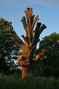 18th Jul 2012 - A Stump at Sunset