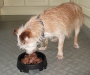 19th Jul 2012 - Canine Teatime!
