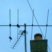 18th Jul 2012 - Birds on a wire