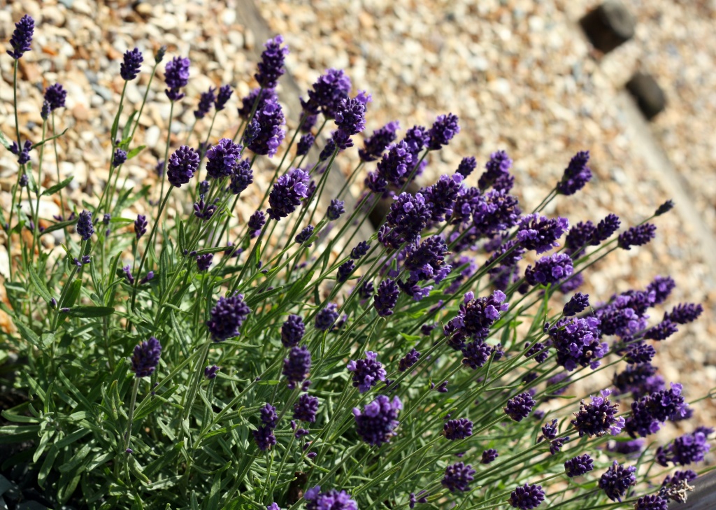 Lavender Bush by phil_howcroft