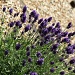 Lavender Bush by phil_howcroft