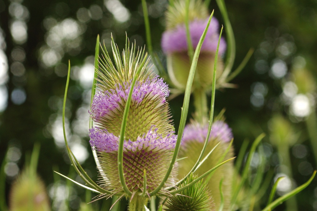 Fuller's Teasel (NOT a Thistle) by vickisfotos
