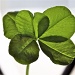 Five leaf clover by sugarmuser
