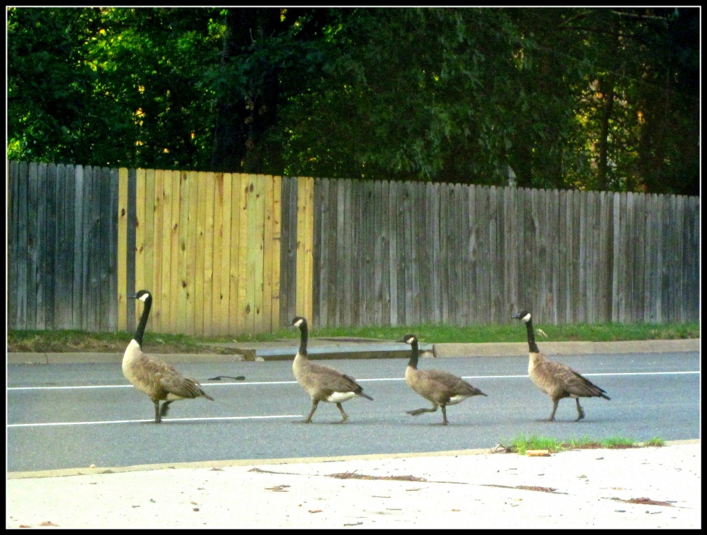 Pedestrians Have the Right of Way by allie912