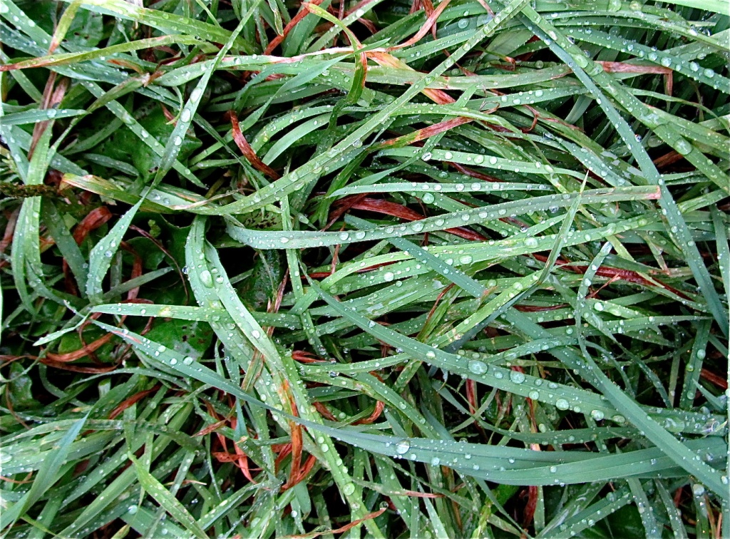 Wet Grass by houser934