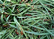 19th Jul 2012 - Wet Grass