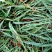 Wet Grass by houser934