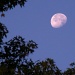 Early evening moon... by marlboromaam