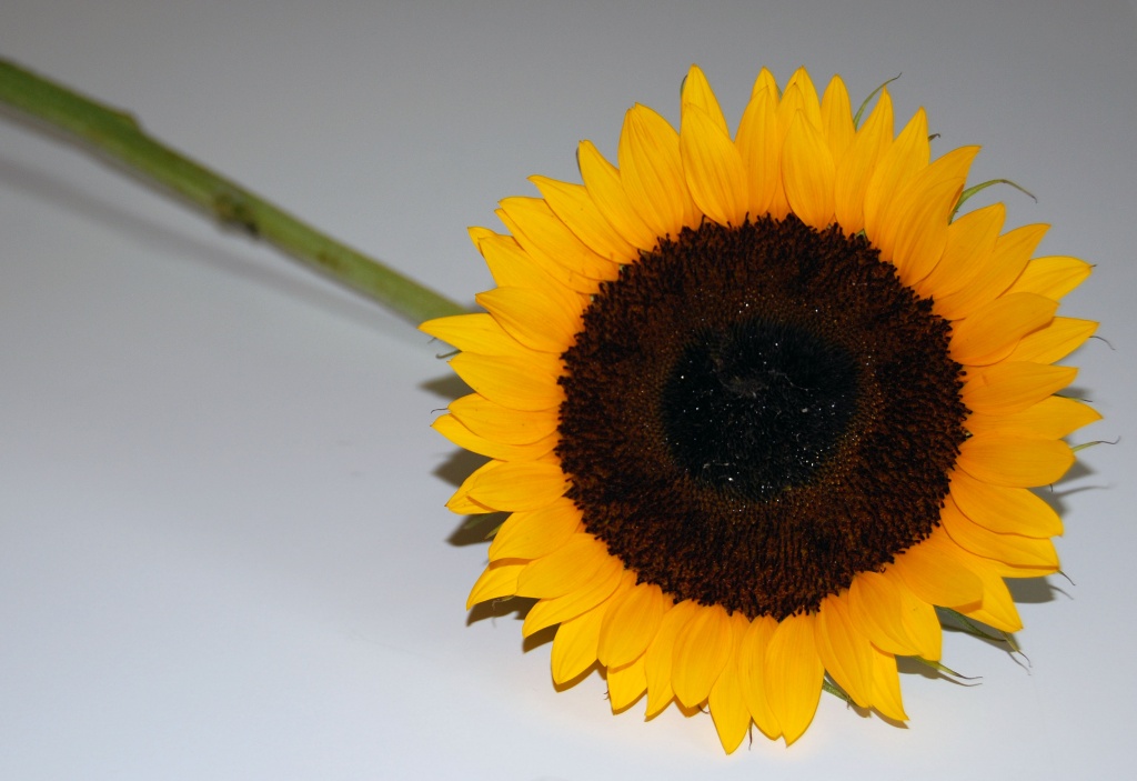 Sunflower by dakotakid35