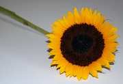 19th Jul 2012 - Sunflower