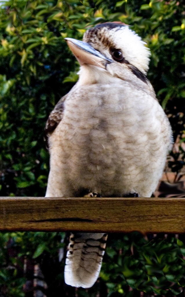 Kookaburra by corymbia