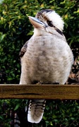 20th Jul 2012 - Kookaburra
