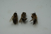 16th Apr 2011 - bee