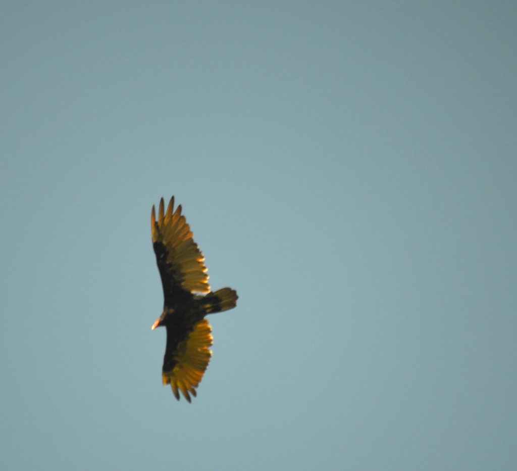 Vulture Opportunity Flew Away   by myhrhelper