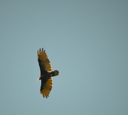 18th Jul 2012 - Vulture Opportunity Flew Away  
